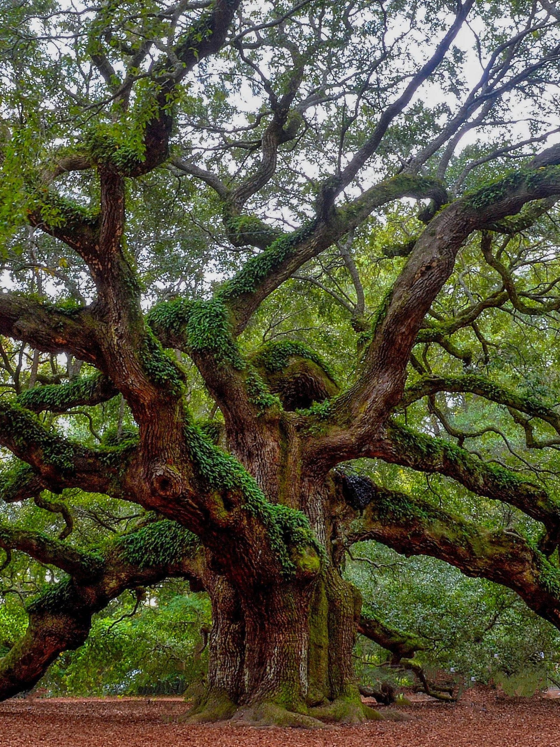 This image has an empty alt attribute; its file name is andrew-shelley-Hzbq4de24kQ-unsplash-min-edited-scaled.jpg